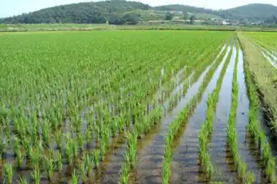 Грозит ли югу Казахстана гибель урожая из-за засухи: прогноз главы Минэнерго