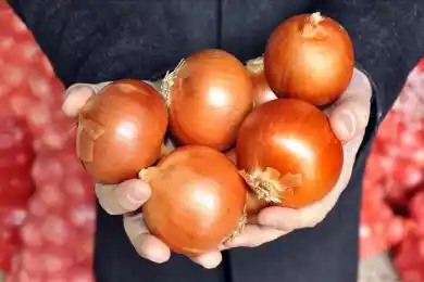 «Очень много лука наши фермеры уже вывезли» - глава МСХ Казахстана