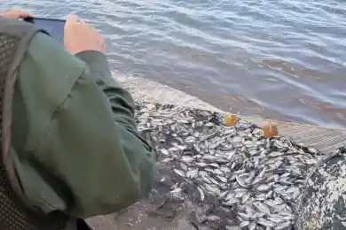 Эксперты Минэкологии проверили место обнаружения неживой рыбы в Шардаре