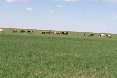 Будет передел: в Правительстве Казахстана нашли способ борьбы с латифундистами