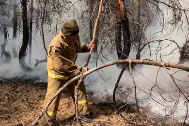 Восстановление лесов в Костанайской области займёт несколько лет – глава Минэкологии Брекешев