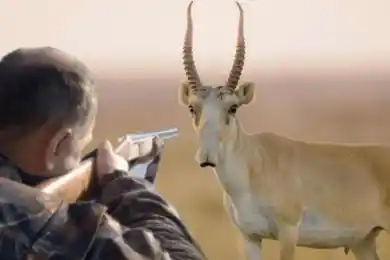 На территории ЗКО сайгаков отстреливают 15 бригад – аким Турегалиев