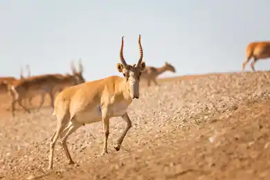 Министр Нысанбаев назвал сроки завершения отстрела сайгаков в Казахстане