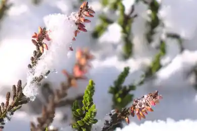 Заморозки дойдут до Алматы и Шымкента