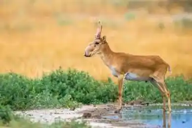 «Популяция сайги не может все время расти» - Брекешев