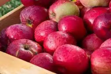 Алматинский апорт будет зарегистрирован в качестве бренда Казахстана