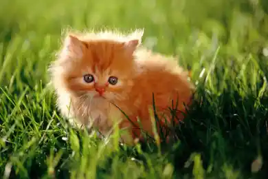 Что отмечают в мире 18 сентября