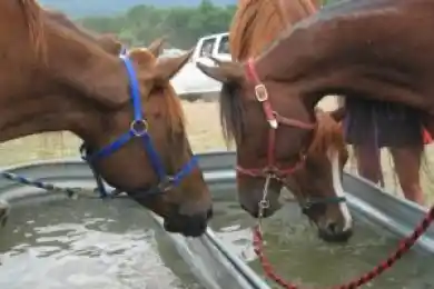 Аким Ногаев 4 часа совещался с фермерами по поводу дефицита кормов