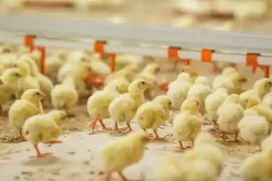 Владельцам птицефабрик и личных хозяйств выплатили компенсации 3 млрд тенге – министр