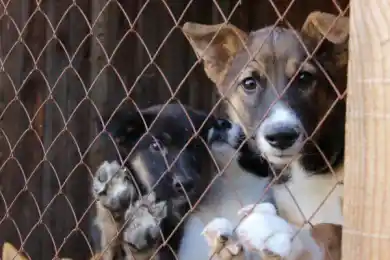 «Дайте нам время». Мнение спикера Сената о законопроекте с нормой эвтаназии бесхозных животных