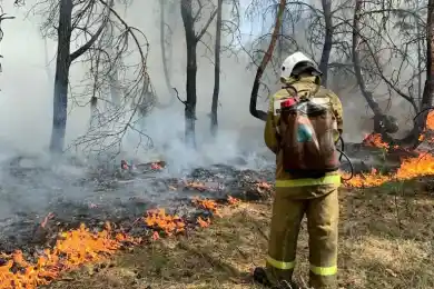 Лесные пожары в Костанайской области – объявлена ЧС местного масштаба