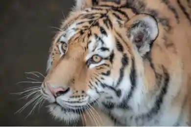 «Они выносливые»: Казахстан ждет двух тигров из Нидерландов