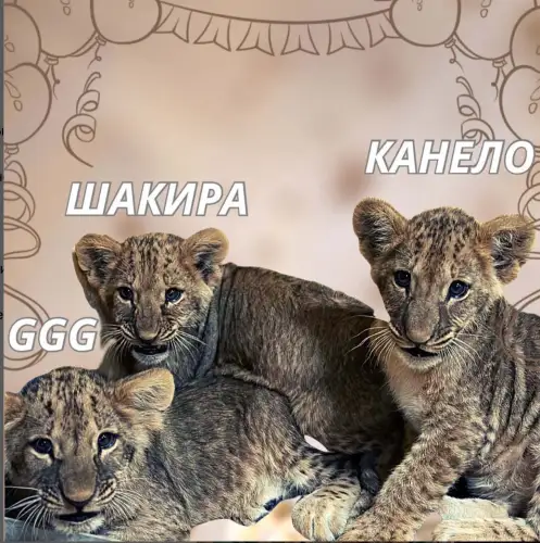 Львят в Шымкенте назвали в честь боксеров