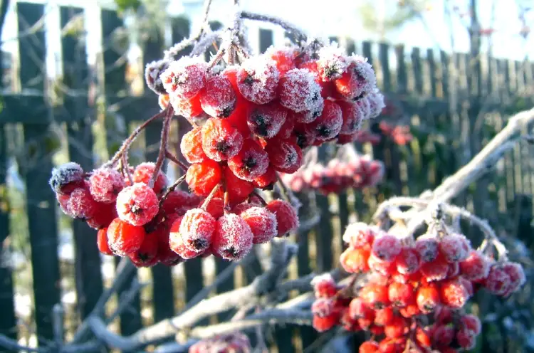 Синоптики предупредили казахстанцев о похолодании и заморозках