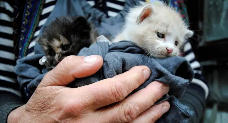 В Казахстане появятся общественные инспекторы по защите животных