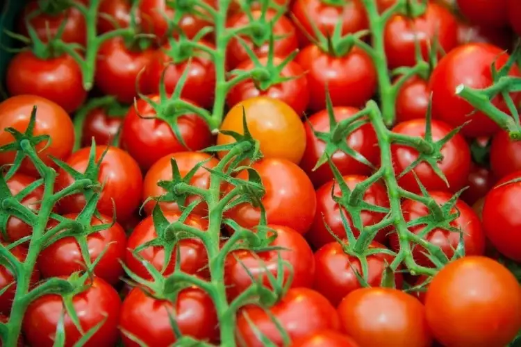 Узбекистан поставит в Казахстан ранние овощи в начале мая