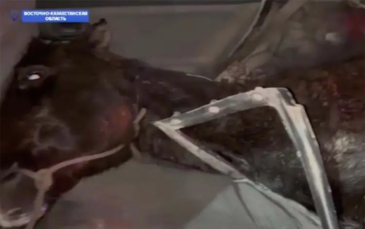 В ВКО мужчина перевозил лошадь в легковом авто