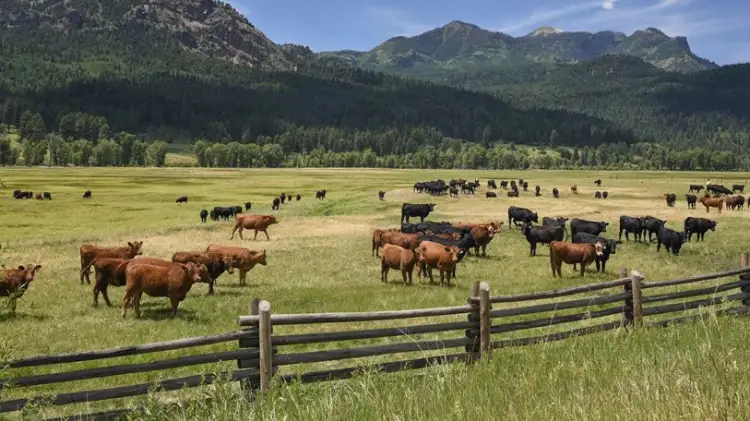 Токаев поручил распределить земли для сельхозпастбищ