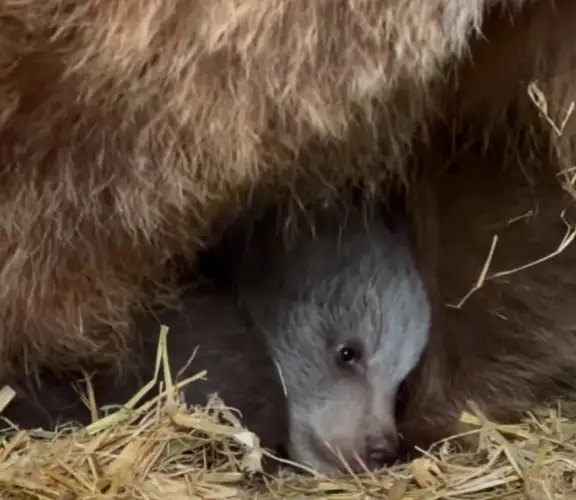 В зоопарке Алматы родились два медвежонка