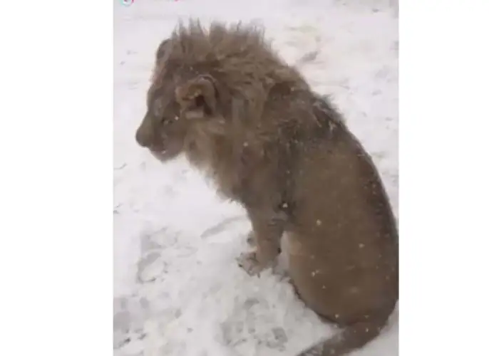 Под Алматы нашли бродячего льва – видео