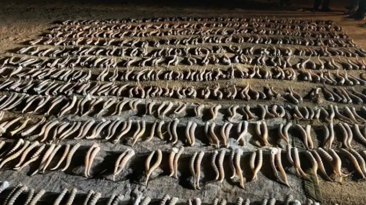 Как и где в Казахстане будут хранить рога истребленных сайгаков