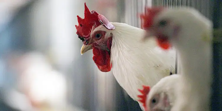 Казахстан продолжает импортировать шесть видов продуктов