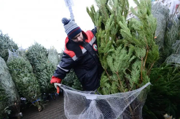 По Казахстану 305 мобильных групп проверяют продавцов ёлок