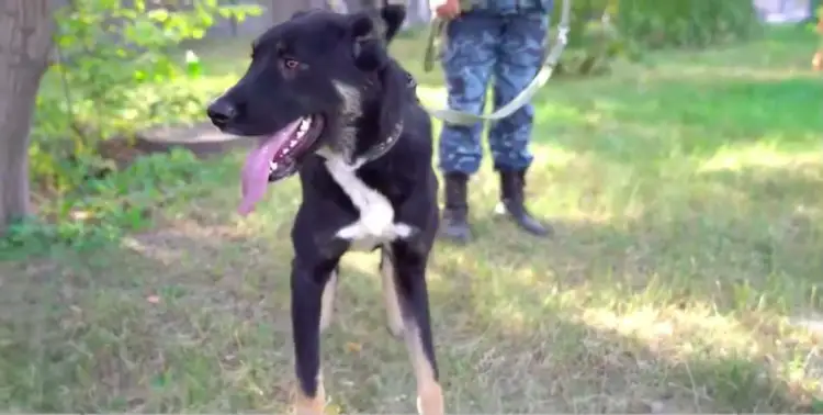 Искать по запаху: полиция Нур-Султана начала использовать новую породу служебных собак