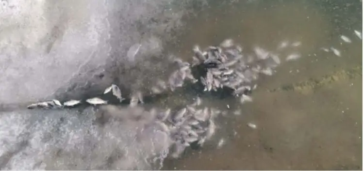 В Нур-Султане в пруду Ботанического сада замерзла рыба – комментарий акимата