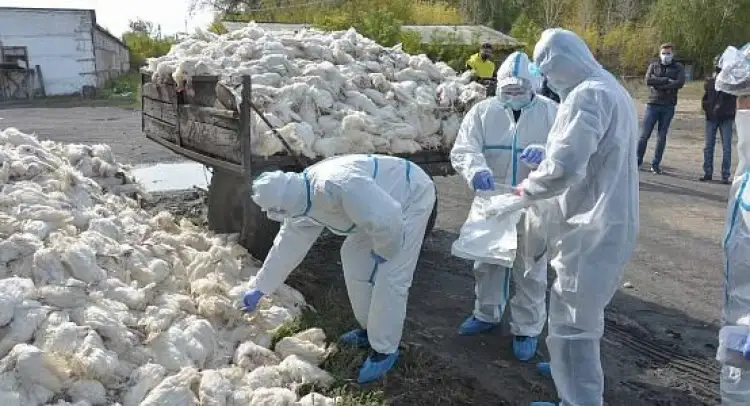    41000 голов: сколько птиц погибло в пяти областях Казахстана   