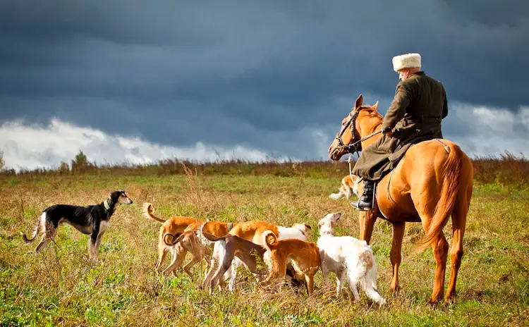 «Казахстан станет родиной тазы и тобет» - сенат принял закон о казахских породах собак