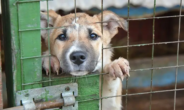 Мажилис принял в работу законопроект со штрафами для живодеров и за нарушение выпаса животных
