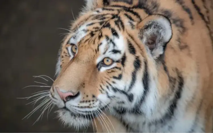 «Они выносливые»: Казахстан ждет двух тигров из Нидерландов